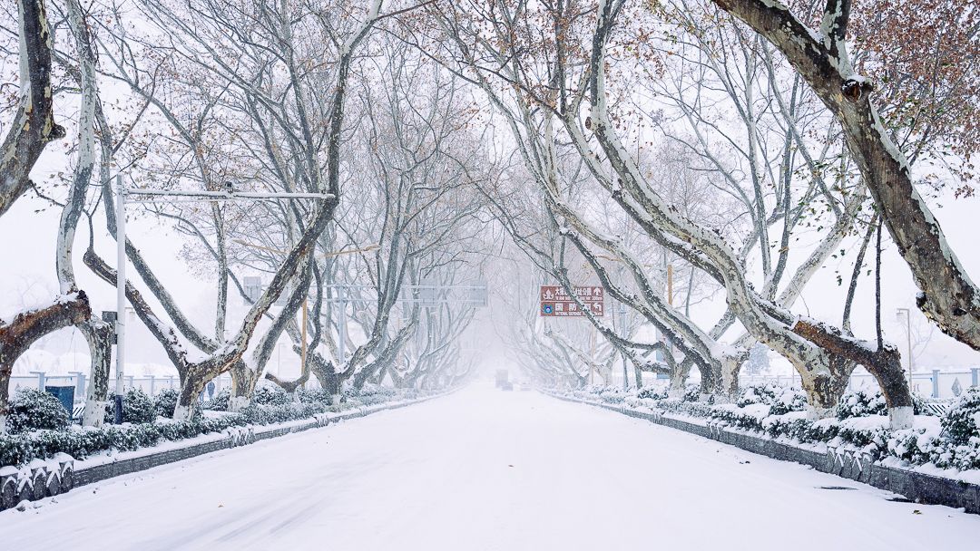 林荫雪道