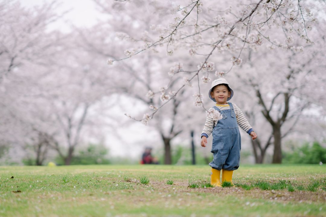 樱花林