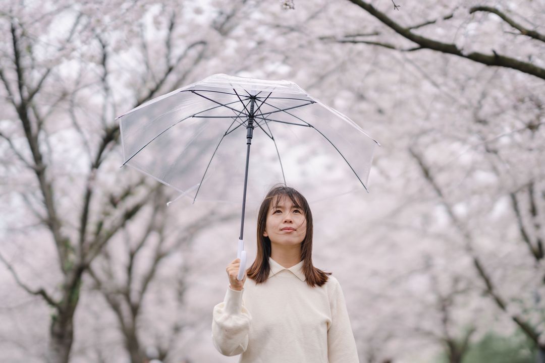 樱花雨