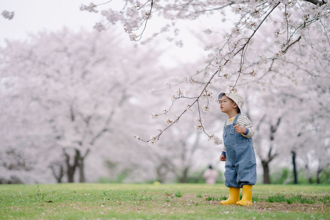 樱花林