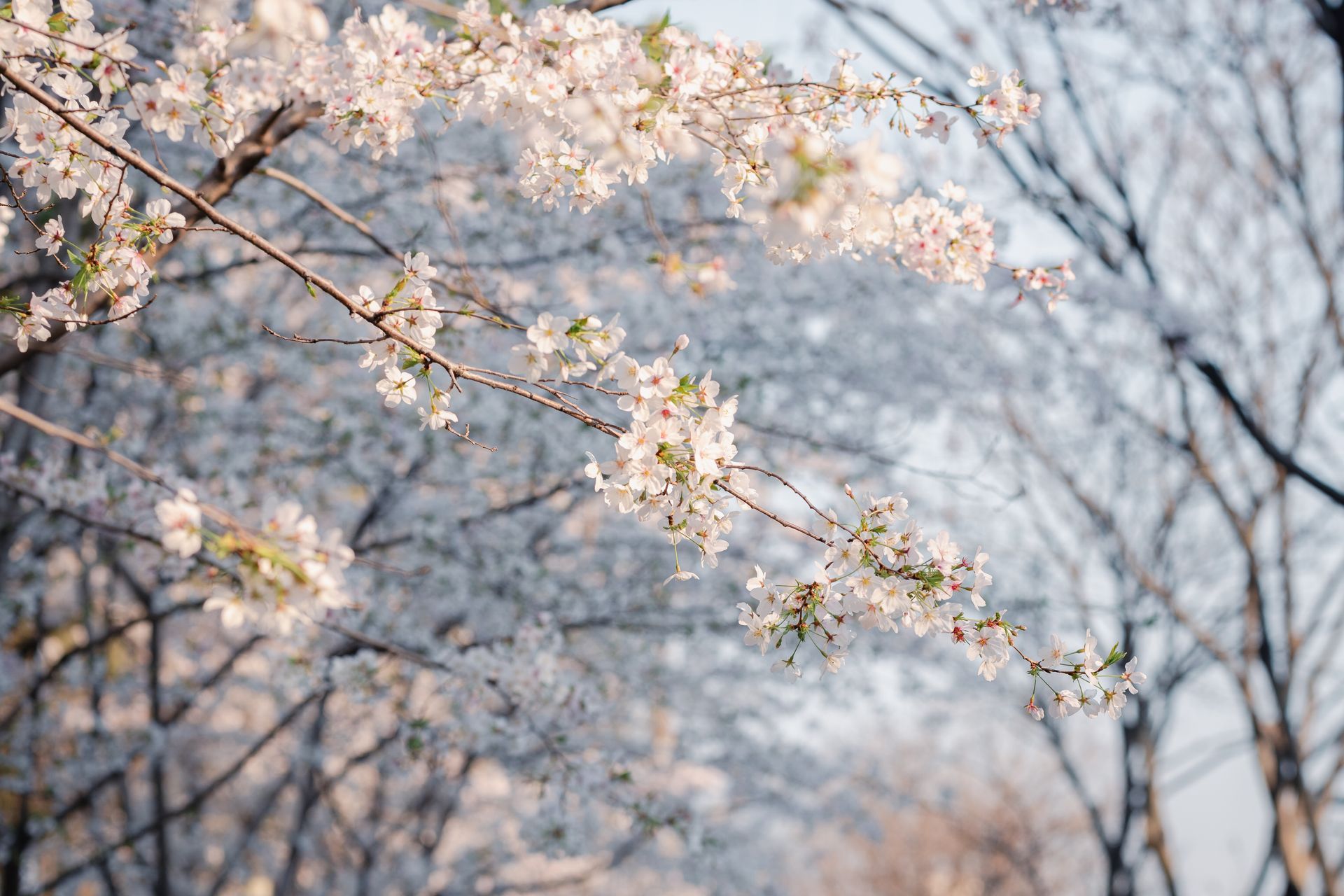 樱花